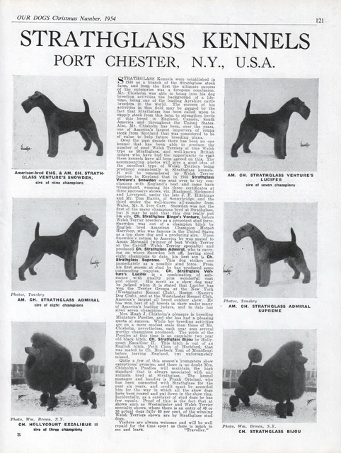 Welsh Terrier Our Dogs 1954 Breed Kennel Advert Print Page Strathglass Kennels