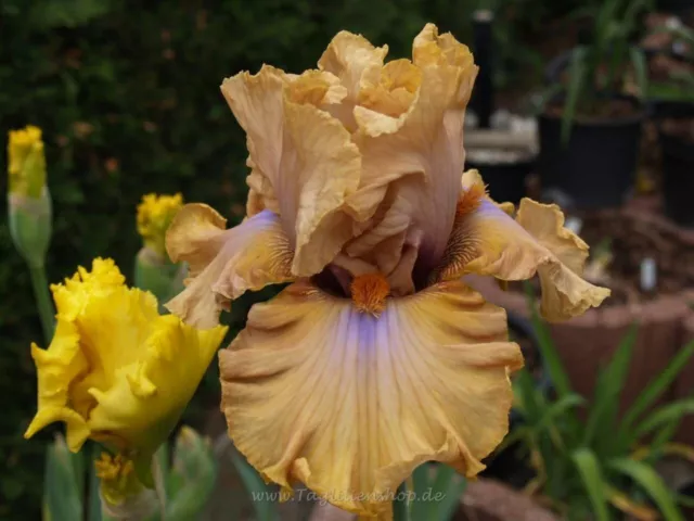 Schwertlilie / Iris " Auckland "