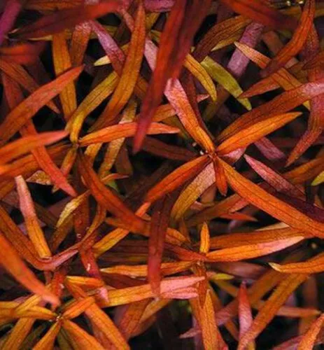Schmalblättrige Ludwigie / Ludwigia arcuata