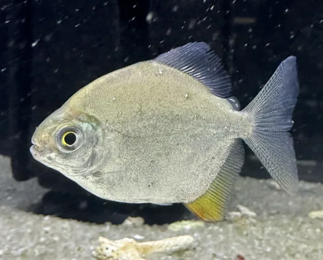 Yellowhook Silver Dollar 2” (Pack Of 3) -Live Freshwater Tropical Aquarium Fish