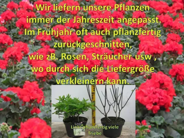 Vitis vinifera  Einset Seedless kernlos Weinrebe Tafeltraube Weintraube Winzer 6