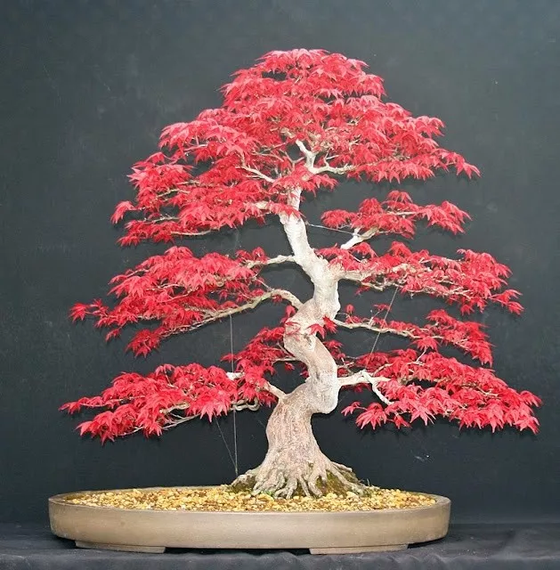SEMI DI ACERO rosso giapponese, bonsai raro giardino di casa seme albero di  acero stock Regno Unito EUR 2,82 - PicClick IT
