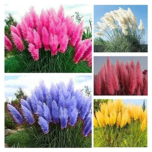 1000+ Mix Pampas Grass Seeds for Planting Heirloom Ornamental Plants Decor Garde