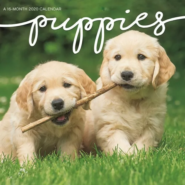 DateWorks Puppies 2020 Mini Wall Calendar 16 Months 7"X7" w