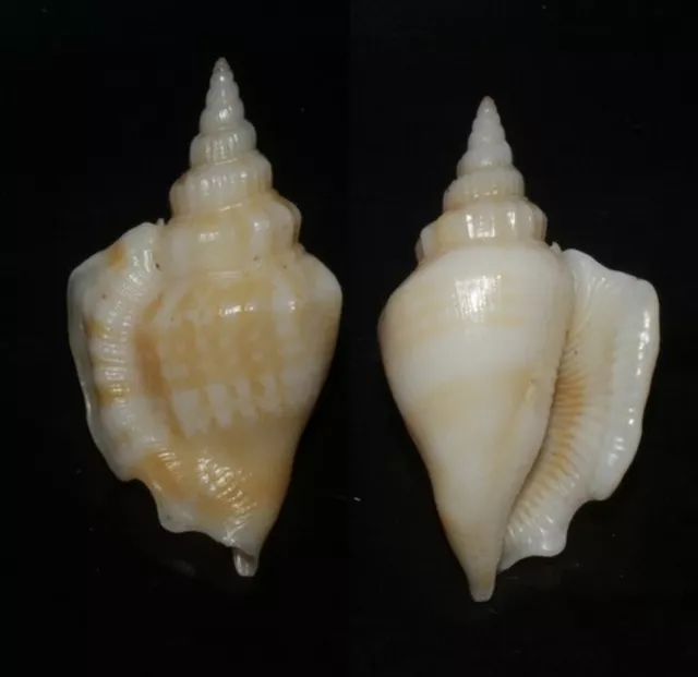 Tonyshells Seashells Strombus minimus 36.5mm F+++/GEM Superb Marine Specimen