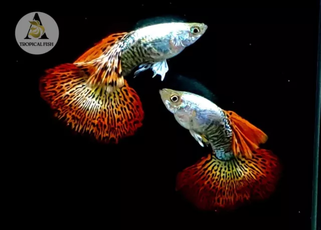 1 Male ☆ Live Aquarium Guppy Fish High Quality - Supper Red Dragon BDS