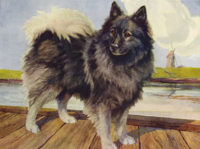 Keeshond Lovely Dog Greetings Note Card