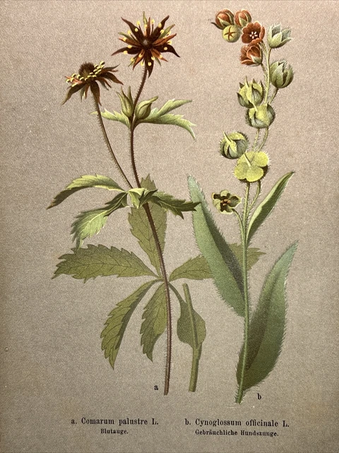 Lot de 4 gravures botaniques anciennes, impression de fleurs