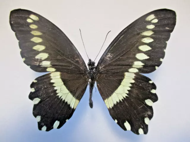Entomologie Papilionidae Papilio mechowi Mâle RCA