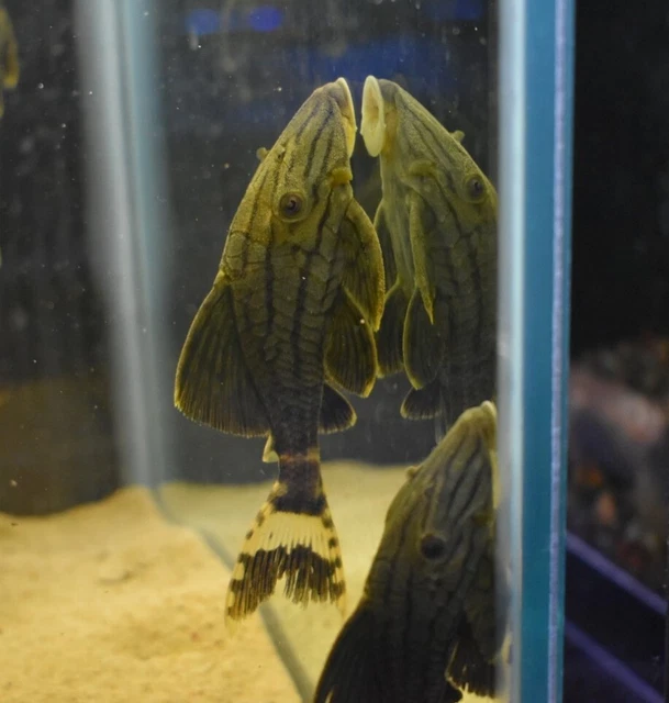 Live Royal Panaque Pleco L191 (3" Freshwater Aquarium Fish) PLS READ DESCR 2