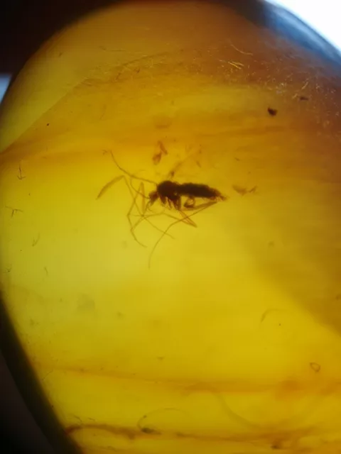 Burmese Amber 100 million year old Fly