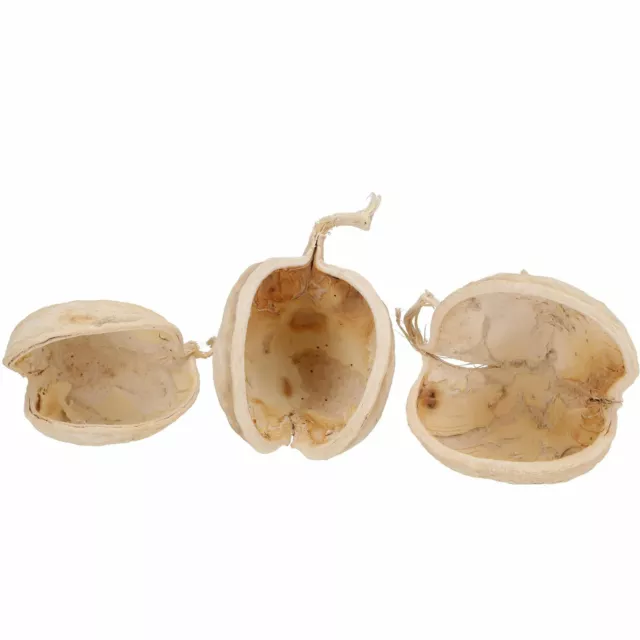 Buddanut - 20 Piezas Poly - Blanqueado