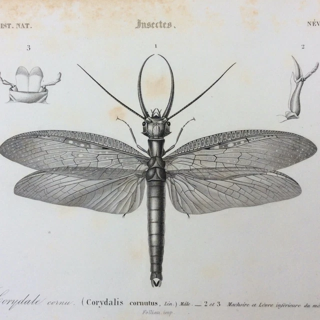 Histoire naturelle des Coléoptères de France (Pl. VI Stock Photo - Alamy