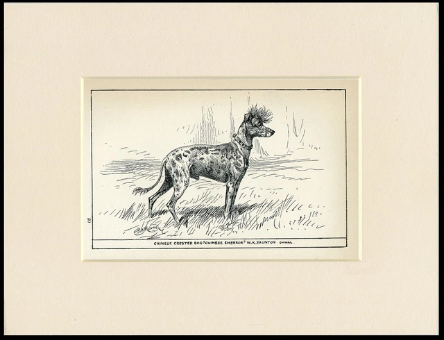 Chinese Crested Rare Antique 1900 Engraving Named Dog Print Ready Mounted