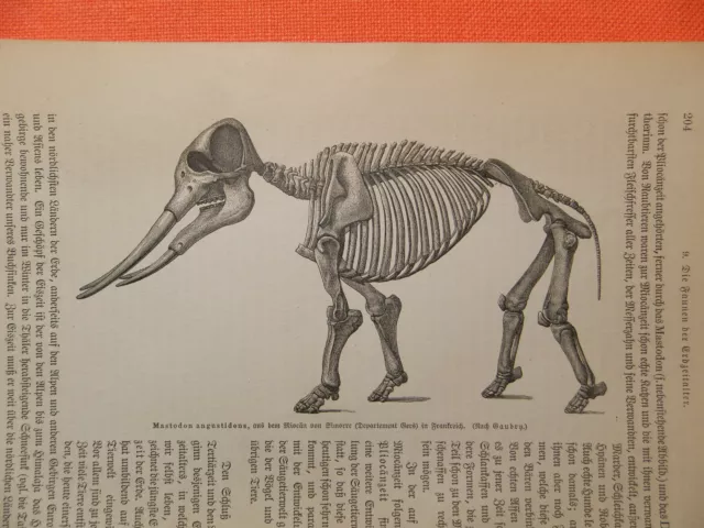 Mammut Mammutidae Mastodon angustidens  Skelett Miozän Holzstich von 1893