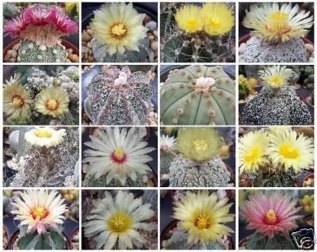 Astrophytum Variety MIX Exotic Cactus Collection @@ rare cacti seed lot 50 SEEDS