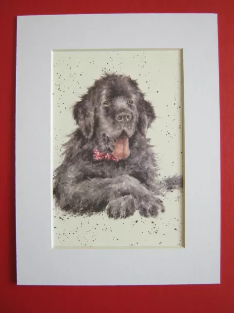 Newfoundland Dog Beautiful Picture Mounted Pet Art Puppy