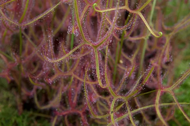 50 Samen Drosera Binata var. dichotoma, gegabelter Sonnentau, Karnivore 08/23