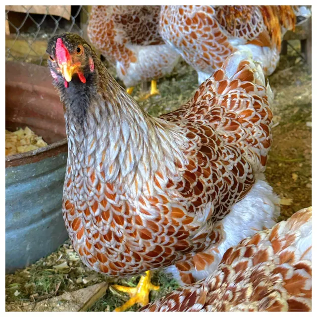 (3)  Blue Laced Red Wyandotte Fertile Hatching Chicken Eggs
