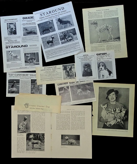 CHINESE CRESTED DOG Cuttings Pages Adverts Breed History Research Articles etc