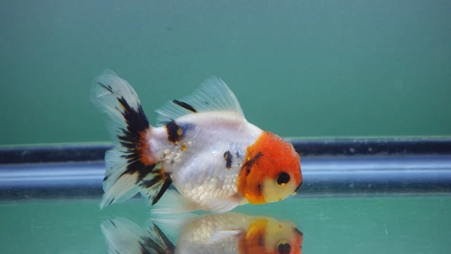 Live Fancy Goldfish Juvenile Tricolor Rosetail Oranda