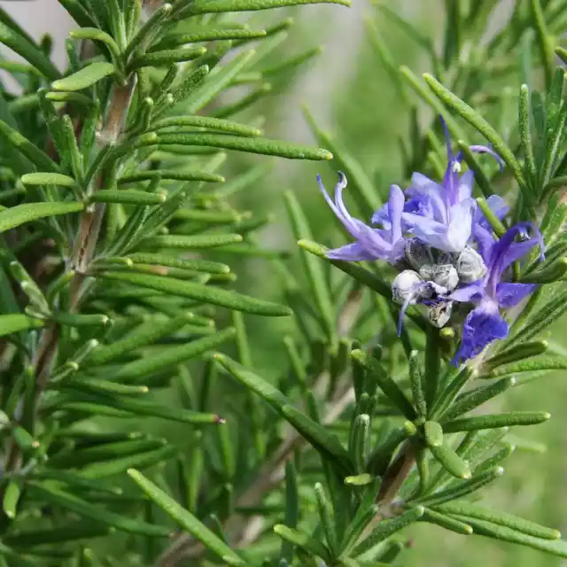 Natural & Pure Rosemary Oil. Hair Oil. Hair Growth Oil. Rose Mary Essential Oil