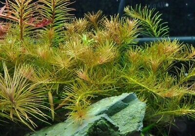 3 Stems rotala nanjenshan live aquarium plants rare! beautiful FREE S/H