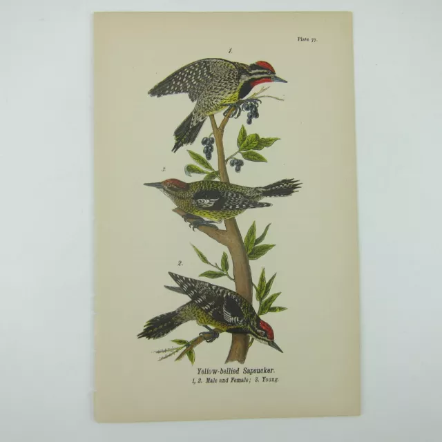 Bird Litho Print Yellow-bellied Sapsucker after John James Audubon Antique 1890