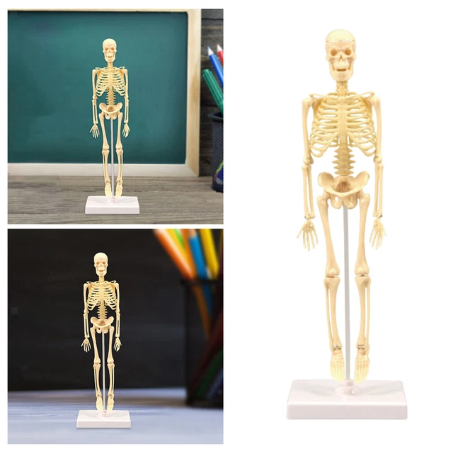 HUMAN ANATOMICAL ANATOMY Skeletal Model Education Display Skeletal ...