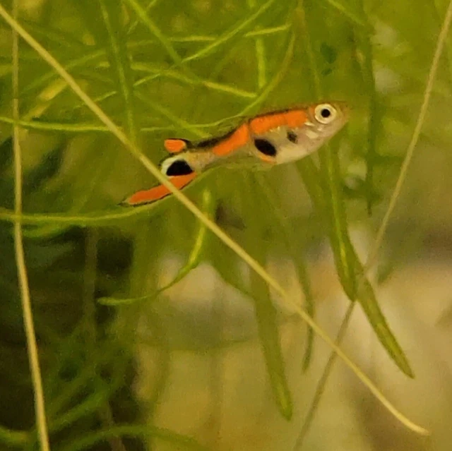 Peacock Endlers, N-class, pure strain, 3 pair plus 3 fry