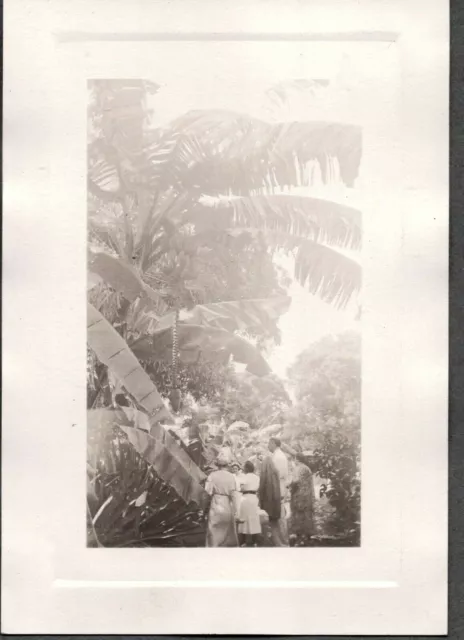 Vintage Photograph 1937 Huge Palm Plants Dominion Republic Puerto Rico Old Photo