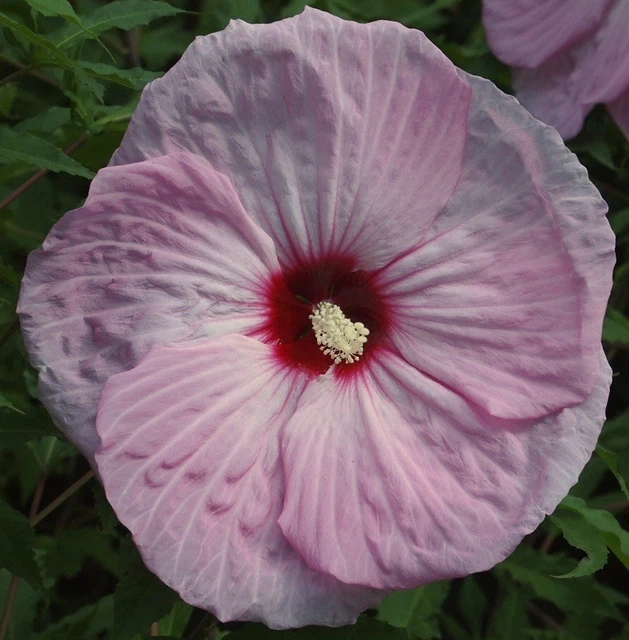 PARTY FAVOR Hardy Hibiscus -- Plant in 4.5" pot  FINELY DISSECTED LEAVES