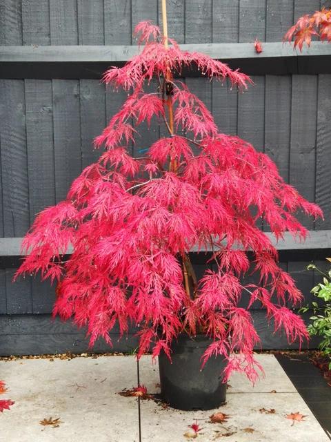 ACER PALMATUM 'INABA-SHIDARE', Japanese Maple Tree, Filigree Leaf, H ...