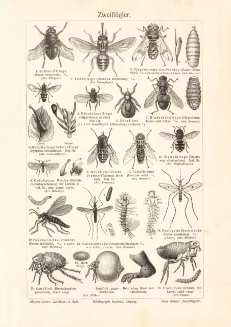 Zweiflügler historischer Druck Holzstich ca. 1908 Bildtafel Zoologie Insekten