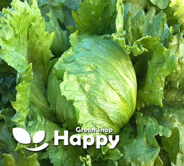 Vegetable - Iceberg Lettuce - Great Lakes 118 - 1000 Seeds