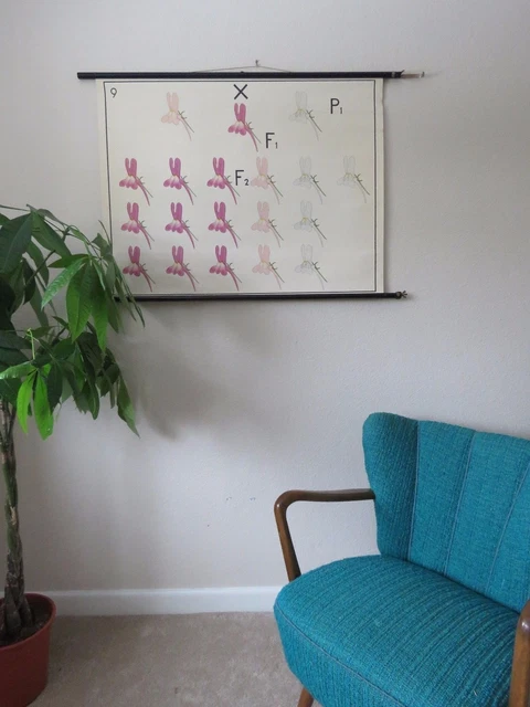 VINTAGE PULL ROLL Down School Wall Chart Of Genetics Orchid Botanical ...