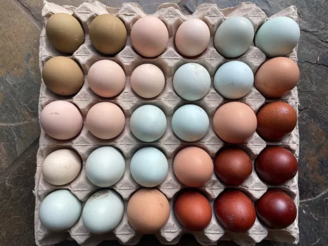 12+ Fertile Chicken Hatching Eggs Rainbow Mix Black Copper Maran Easter Egger