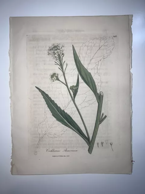 2nd Ed Woodville Medical Botany 1810 H/C Botanical Engraving Horse Radish