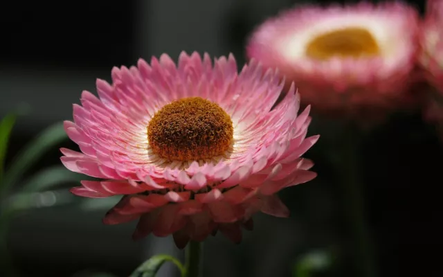 Everlasting Paper Daisy 2000 Seeds XEROCHRYSUM (Helichrysum) bracteatum Mixed