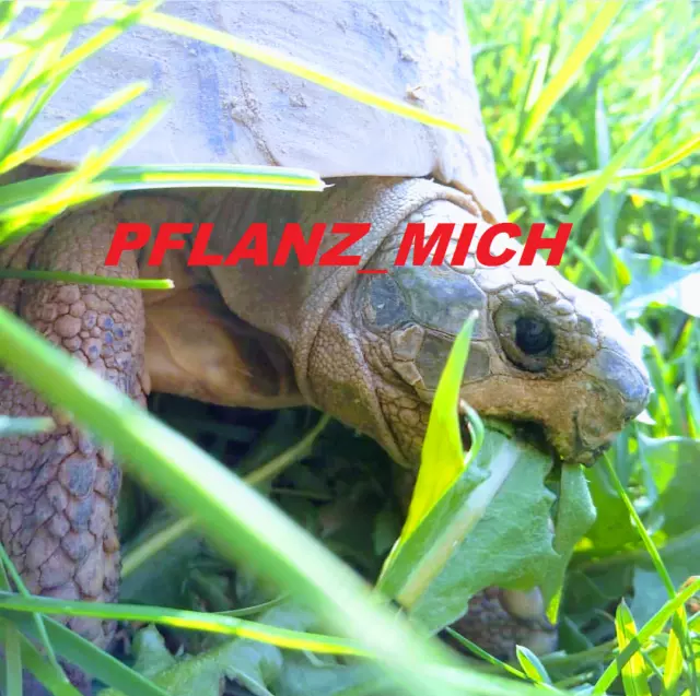 🐢 Wildkräutersamen SCHILDKRÖTEN MIX 10000 Samen über 65 verschiedene Sorten🌼