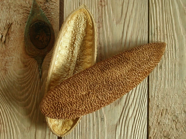 Pente Macaco Schote, Igelschote " Natur ", Deko, Basteln