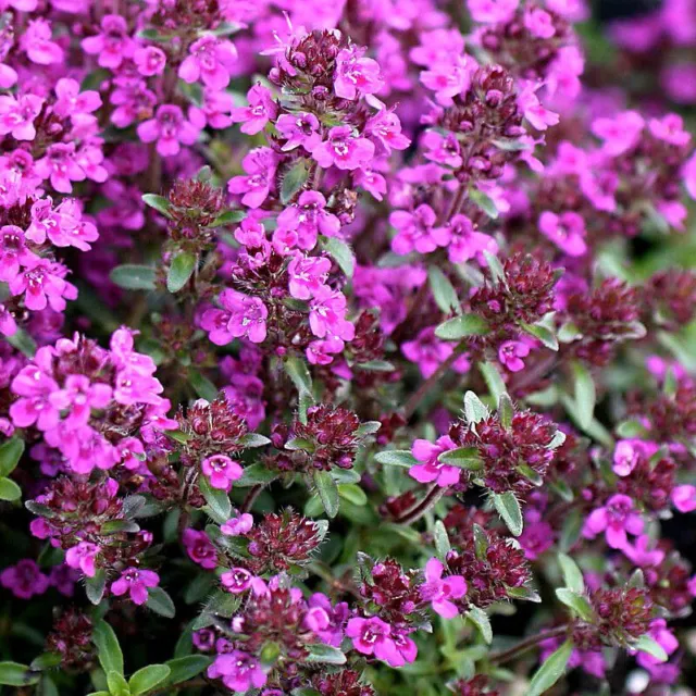 Thymus praecox 'Red Carpet' - Thym couvre-sol rouge