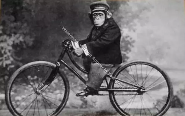 A94 FREAKY BIZARRE STRANGE ODD Monkey Riding Bicycle VINTAGE PHOTO WEIRD Pic