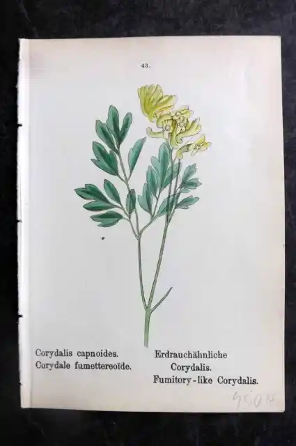 J. C. Weber 1880 Hand Col Botanical Print. Fumitory like Corydalis 42
