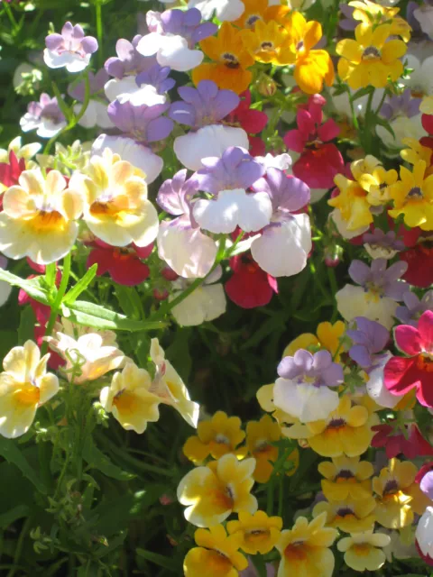 Nemesia Strumosa Carnival Mixture - 3500 Seeds