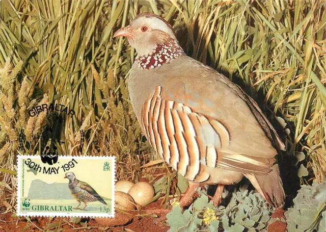 E0008 WWF Maximum Card 1991 Fauna Birds Gibraltar Barbary Partridge