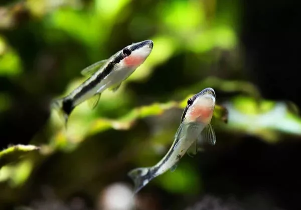 5+1 Otocinclus Catfish Algae Eater Live Fish Aquarium Moss Java Shrimp