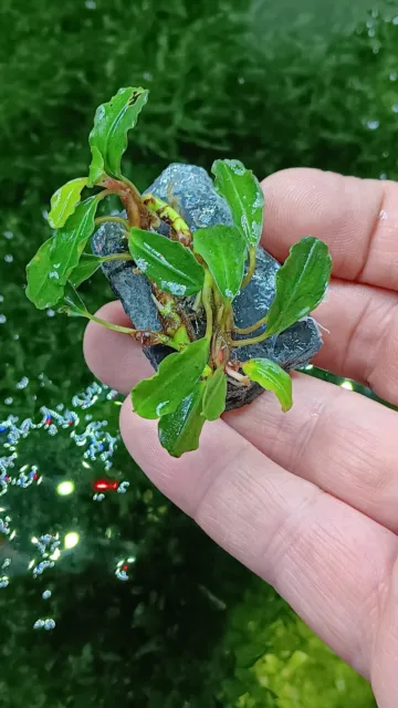 Bucephalandra Brownie Jade auf Schieferstein 🌱 Buce Pflanze Plant #1 RARITÄT