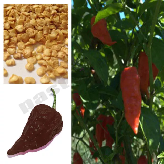 Super Hot Chilli Pepper Chocolate Bhut Jolokia Ghost Chilli Seeds, 100% Genuine