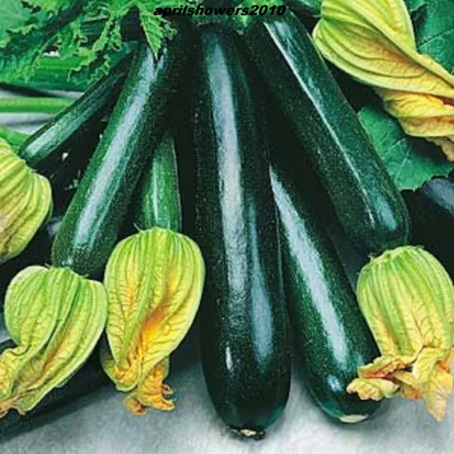 Zucchini Squash Black Beauty A.A.S  Gold Medal Winner! SEEDS COMBINED SHIPPING